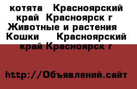 котята - Красноярский край, Красноярск г. Животные и растения » Кошки   . Красноярский край,Красноярск г.